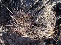 Sclerocactus uncinatus