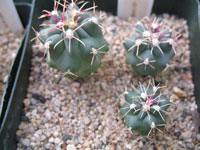 Sclerocactus uncinatus