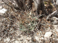 Sclerocactus uncinatus