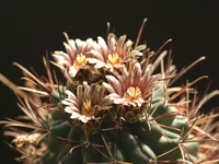 Sclerocactus uncinatus