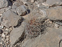 Sclerocactus uncinatus