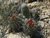 Sclerocactus uncinatus