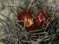 Sclerocactus uncinatus