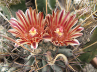 Sclerocactus uncinatus