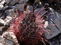 Sclerocactus uncinatus