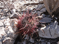 Sclerocactus uncinatus