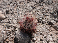 Sclerocactus uncinatus