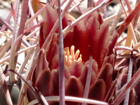 Sclerocactus uncinatus