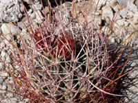 Sclerocactus uncinatus