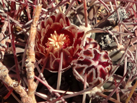 Sclerocactus uncinatus