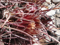 Sclerocactus uncinatus