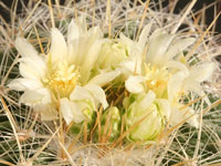 Stenocactus vaupelianus