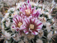 Stenocactus crispatus