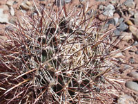 Sclerocactus whipplei