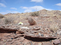 Sclerocactus whipplei