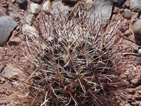 Sclerocactus whipplei