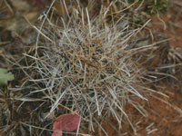 Sclerocactus parviflorus