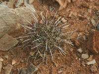 Sclerocactus parviflorus