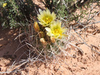 Sclerocactus whipplei