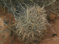 Sclerocactus parviflorus