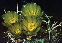 Sclerocactus whipplei