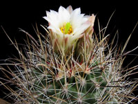 Sclerocactus wrightiae