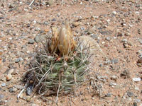 Sclerocactus wrightiae