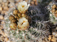 Sclerocactus wrightiae