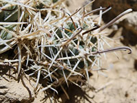 Sclerocactus wrightiae