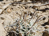 Sclerocactus wrightiae