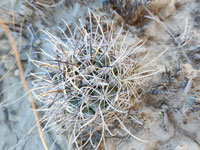 Sclerocactus wrightiae