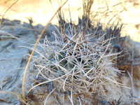 Sclerocactus wrightiae