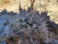 Sclerocactus wrightiae