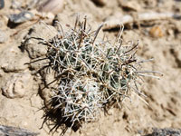 Sclerocactus wrightiae