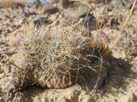 Sclerocactus wrightiae