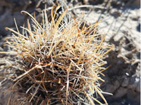 Sclerocactus wrightiae