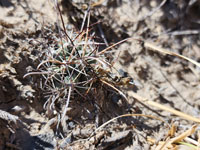 Sclerocactus wrightiae