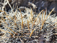 Sclerocactus wrightiae