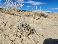 Sclerocactus wrightiae