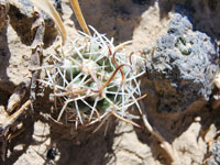 Sclerocactus wrightiae