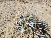 Sclerocactus wrightiae