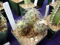 Tephrocactus alexanderi