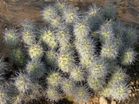 Tephrocactus alexanderi