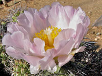 Tephrocactus alexanderi