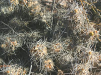 Tephrocactus alexanderi