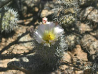 Tephrocactus alexanderi