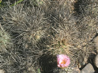 Tephrocactus alexanderi