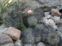 Tephrocactus alexanderi