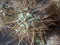 Tephrocactus alexanderi