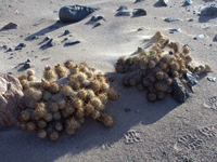 Tephrocactus alexanderi